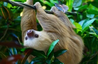 Slerf Exhibits the Crypto Crowd’s Requirements Are Decrease Than Ever