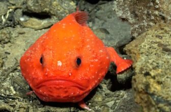 Trove of Unknown Deep-Sea Life Found within the South Pacific